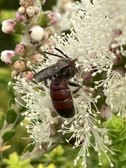 Parasphecodes