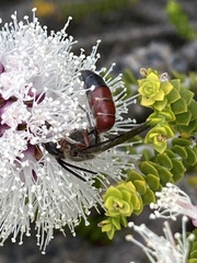 Parasphecodes