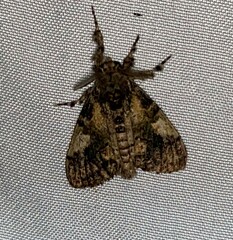Dasychira meridionalis