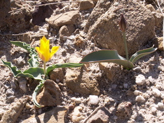 Tulipa jacquesii