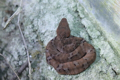 Craspedocephalus andalasensis