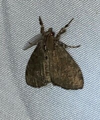 Dasychira vagans