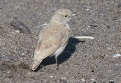 Ammomanopsis grayi grayi