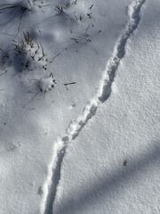 Microtus pennsylvanicus