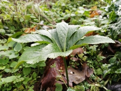 Helleborus orientalis