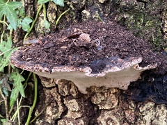 Pseudoinonotus dryadeus