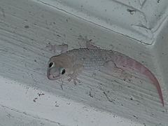 Hemidactylus turcicus