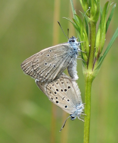 Alcon Large Blue, photo 5 of 8