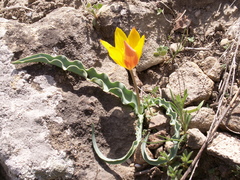 Tulipa ferganica