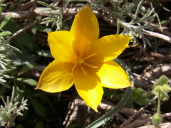 Tulipa ferganica