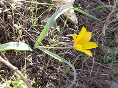 Tulipa ferganica