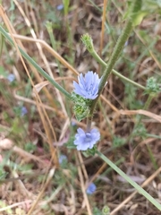 Cichorium