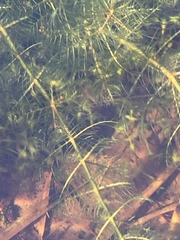 Myriophyllum sibiricum