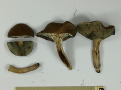 Porphyrellus fumosipes