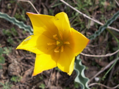 Tulipa ferganica