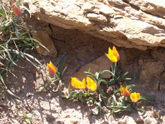 Tulipa ferganica