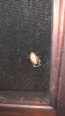 Anoplognathus concolor