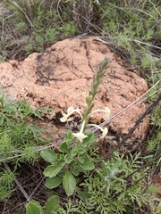 Chascanum hederaceum