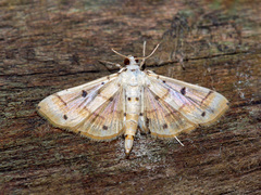Pycnarmon cribrata