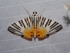 Dichocrocis zebralis