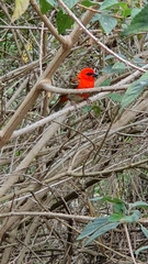 Foudia madagascariensis