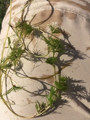 Ranunculus circinatus