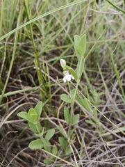 Justicia anagalloides