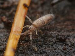 Entomobrya nivalis
