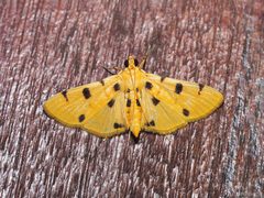 Xanthomelaena