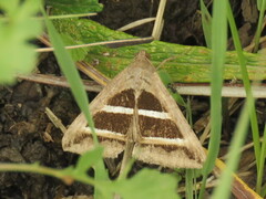 Grammodes bifasciata