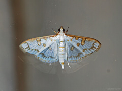 Palpita annulifer