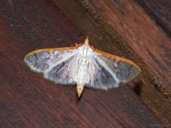 Palpita annulifer