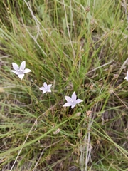 Wahlenbergia undulata