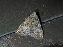 Chorsia