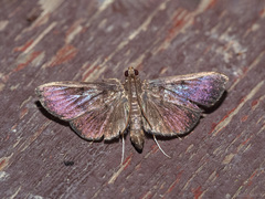 Coptobasis mesospectralis