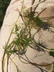 Ranunculus circinatus