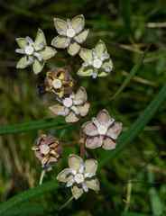 Asclepias cucullata