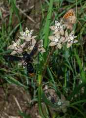 Asclepias cucullata