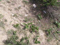 Arum korolkowii