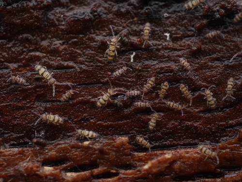 Entomobrya corticalis, Brieselang, Germany, photo 6 of 10
