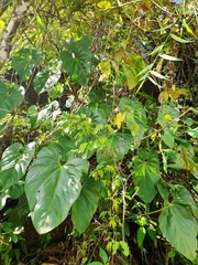 Anthurium hoffmannii