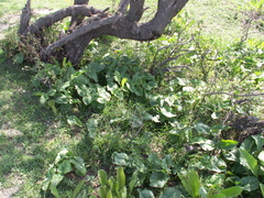 Arum korolkowii