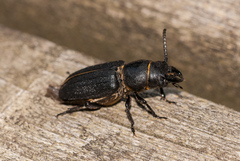 Spondylis buprestoides