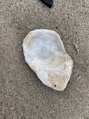 Ostrea edulis