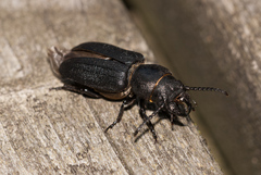 Spondylis buprestoides