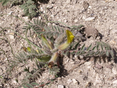 Astragalus atrovinosus