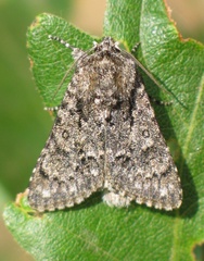 Acronicta euphorbiae