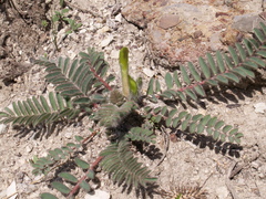 Astragalus atrovinosus