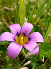 Romulea cruciata