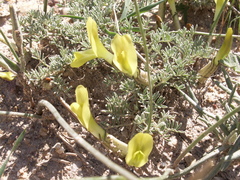 Astragalus pseudodianthus